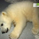 Image for article titled Orphaned Baby Polar Bear "Talks" To His Zookeeper
